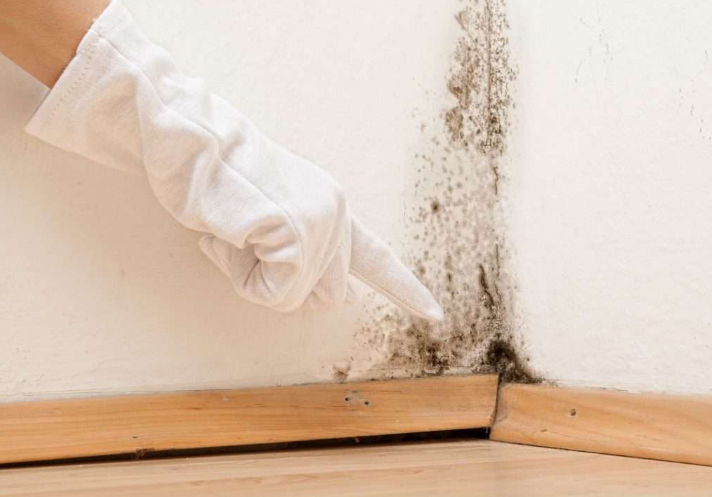 Mold Cleaning at Home – Important, Effective, and Safe Mold Cleaning at Home – Important, Effective, and Safe